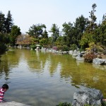 {Live} Koi Fish at Kelley Park