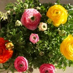 {Live} Don't Be Ranunculus