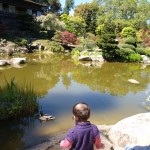 {Live} Koi Fish at Hakone Gardens