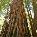 {Live} Big Basin:  Our Family's Big Adventure
