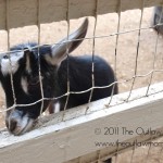 lemos farm