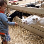 lemos farm