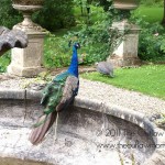 {Live} Ireland | Marlfield House