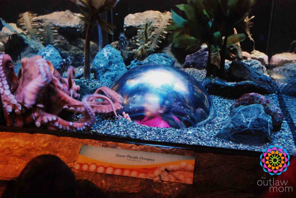 girl in octopus tank at aquarium