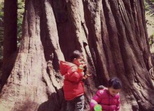 girl and boy playing on redwood tree trunk in the woods