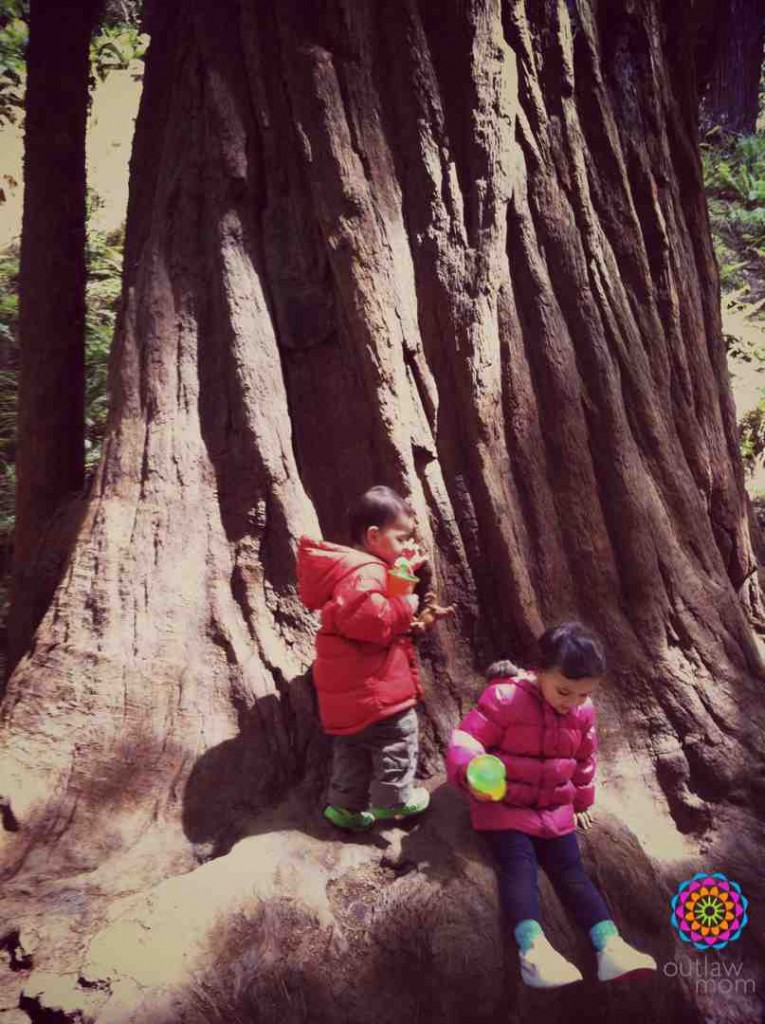 girl and boy playing on redwood tree trunk in the woods