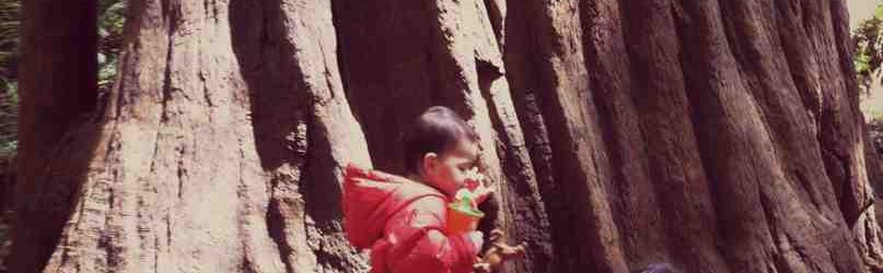 girl and boy playing on redwood tree trunk in the woods