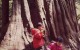 girl and boy playing on redwood tree trunk in the woods