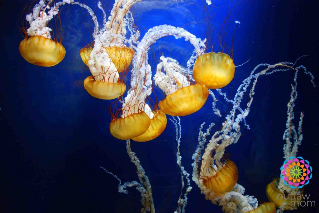 jellyfish at aquarium