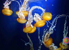 jellyfish at aquarium
