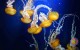 jellyfish at aquarium
