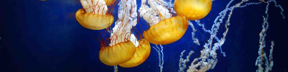 jellyfish at aquarium